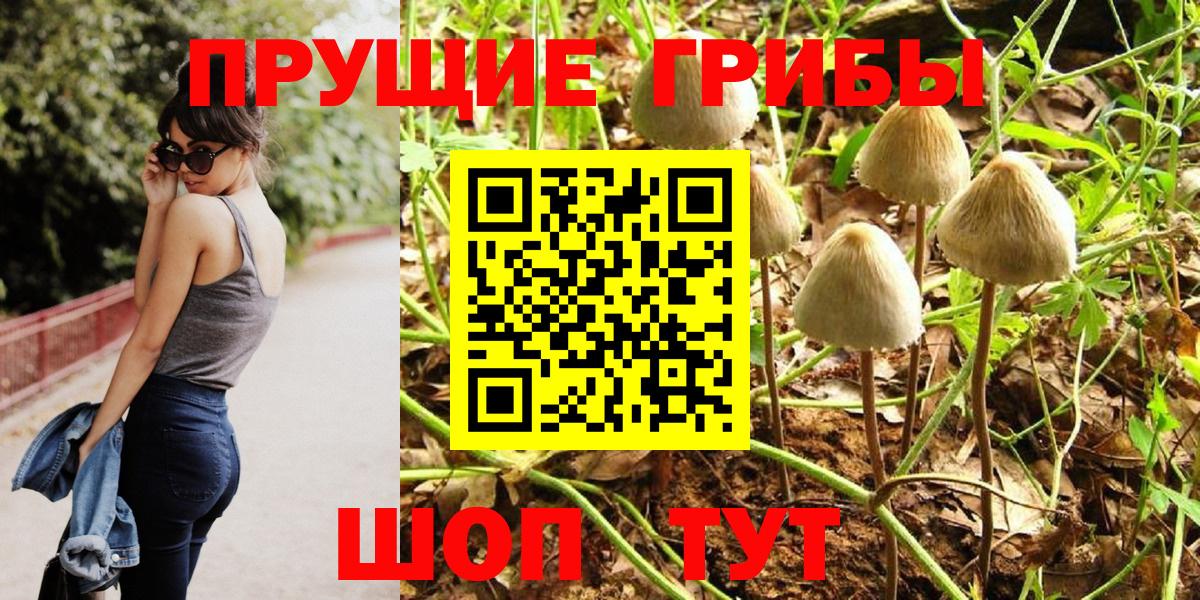 Галлюциногенные грибы Psilocybe Качканар
